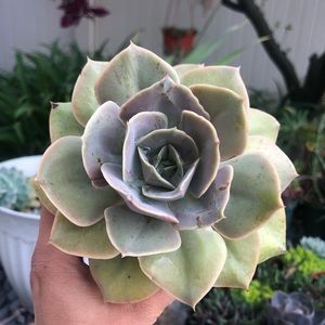 Lolita succulent